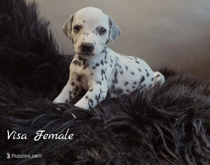 Visa-Wanderlust Litter  – Dalmatian puppy for sale in Elkton, VA