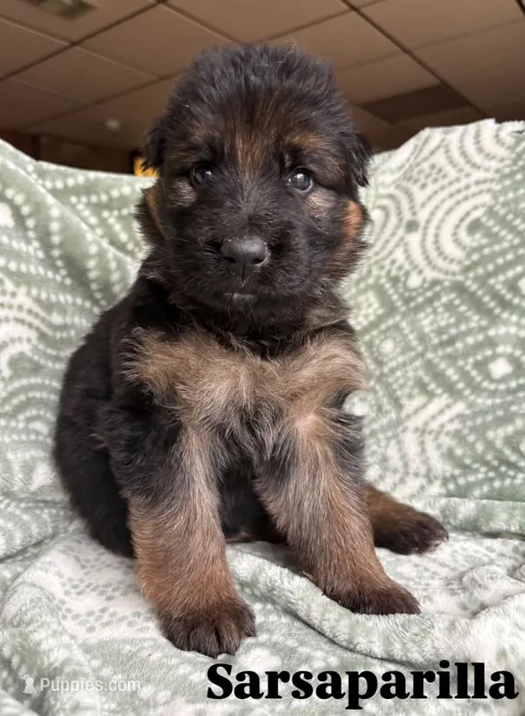 Sarsaparilla  – German Shepherd Dog puppy for sale in Elkton, VA