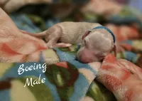 Boeing-Wanderlust Litter , a male Dalmatian for sale in Elkton, VA – 1 of 3