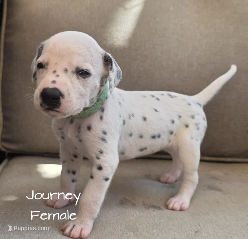 Journey-Wanderlust Litter  – Dalmatian puppy for sale in Elkton, VA