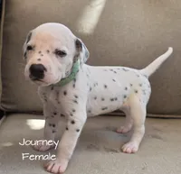 Journey-Wanderlust Litter , a female Dalmatian for sale in Elkton, VA – 4 of 9