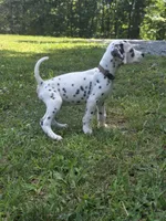 Summit-Wanderlust Litter , a male Dalmatian for sale in Elkton, VA – 6 of 10