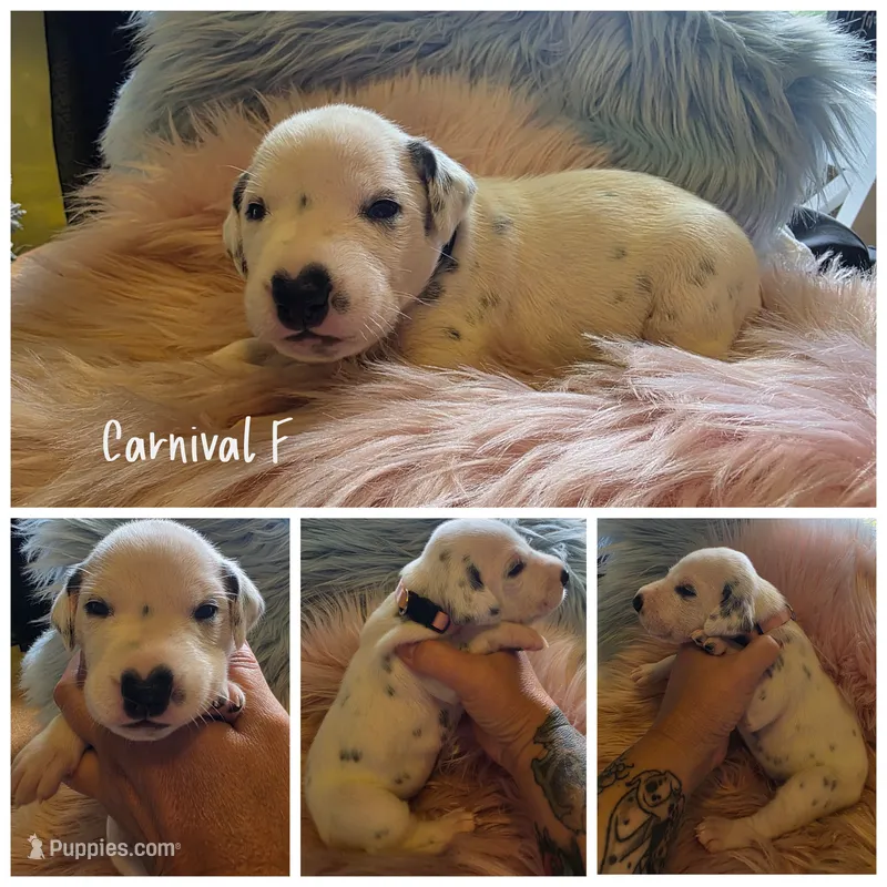Carnival-Wanderlust Litter  – Dalmatian puppy for sale in Elkton, VA