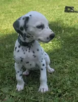 Journey-Wanderlust Litter , a female Dalmatian for sale in Elkton, VA – 6 of 9