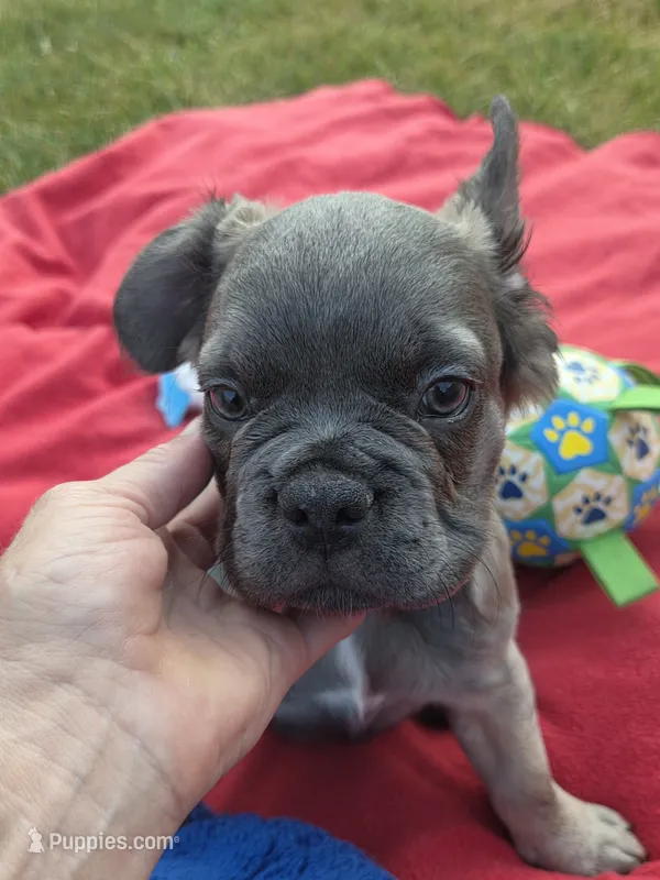 Major – French Bulldog puppy for sale in Kendallville, IN