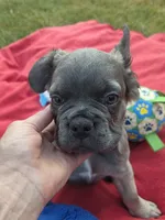 Major, a male French Bulldog for sale in Kendallville, IN – 1 of 1
