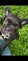 Mickey, a male French Bulldog for sale in Kendallville, IN – 1 of 1