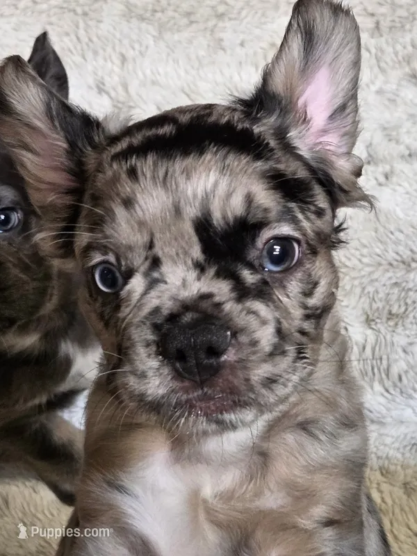 MAY  – French Bulldog puppy for sale in Kendallville, IN