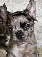 MAY , a female French Bulldog for sale in Kendallville, IN – 1 of 1