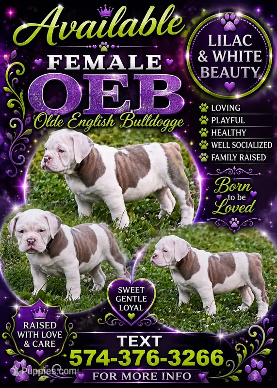 Lexis – Olde English Bulldogge puppy for sale in Kendallville, IN