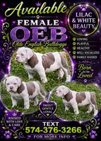 Lexis, a female Olde English Bulldogge for sale in Kendallville, IN – 1 of 1