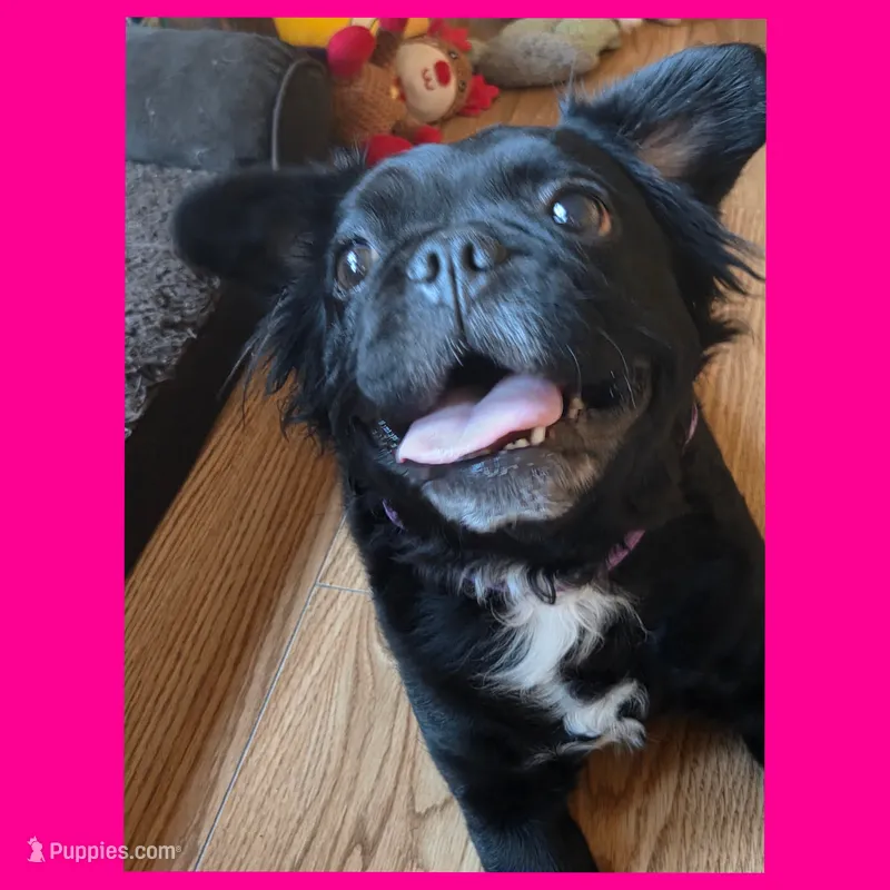 EMMY  – French Bulldog puppy for sale in Kendallville, IN