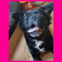 EMMY , a female French Bulldog for sale in Kendallville, IN – 1 of 1