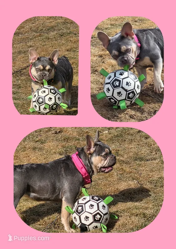 ELLIE MAY  – French Bulldog puppy for sale in Kendallville, IN