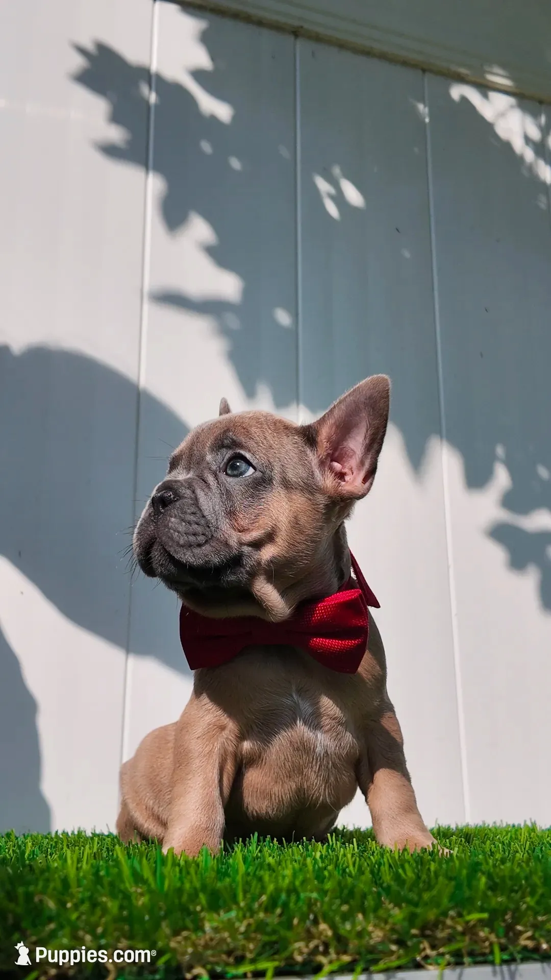 Benny, a male French Bulldog for sale in Stratford, NJ – 1 of 9