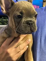 Benny, a male French Bulldog for sale in Stratford, NJ – 4 of 9