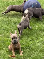 Benny, a male French Bulldog for sale in Stratford, NJ – 7 of 9