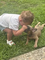 Benny, a male French Bulldog for sale in Stratford, NJ – 9 of 9