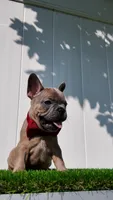 Benny, a male French Bulldog for sale in Stratford, NJ – 8 of 9