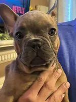 Benny, a male French Bulldog for sale in Stratford, NJ – 5 of 9