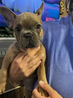 Benny, a male French Bulldog for sale in Stratford, NJ – 3 of 9
