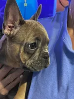 Benny, a male French Bulldog for sale in Stratford, NJ – 2 of 9