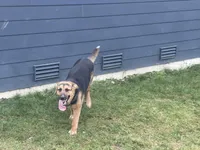 Missy, a female German Shepherd Dog and Bernese Mountain Dog for sale in Arlington, WA – 2 of 3
