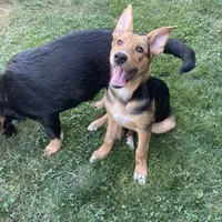 Tanner, a male German Shepherd Dog and Bernese Mountain Dog for sale in Arlington, WA – Photo 2 of 10