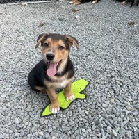 Tanner, a male German Shepherd Dog and Bernese Mountain Dog for sale in Arlington, WA – Photo 7 of 10