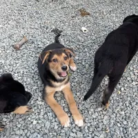 Tanner, a male German Shepherd Dog and Bernese Mountain Dog for sale in Arlington, WA – Photo 8 of 10
