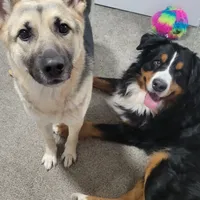 Tanner, a male German Shepherd Dog and Bernese Mountain Dog for sale in Arlington, WA – Photo 4 of 10