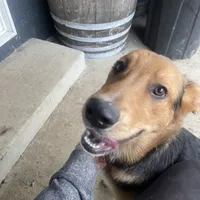 Tanner, a male German Shepherd Dog and Bernese Mountain Dog for sale in Arlington, WA – Photo 3 of 10