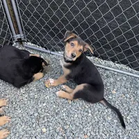 Tanner, a male German Shepherd Dog and Bernese Mountain Dog for sale in Arlington, WA – Photo 10 of 10
