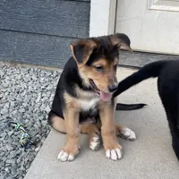 Tanner, a male German Shepherd Dog and Bernese Mountain Dog for sale in Arlington, WA – Photo 9 of 10
