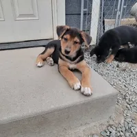 Tanner, a male German Shepherd Dog and Bernese Mountain Dog for sale in Arlington, WA – Photo 5 of 10