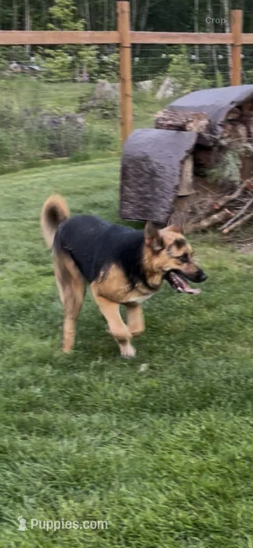 Missy – German Shepherd Dog, Bernese Mountain Dog puppy for sale in Arlington, WA