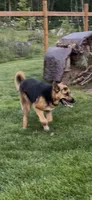 Missy, a female German Shepherd Dog and Bernese Mountain Dog for sale in Arlington, WA – 1 of 3