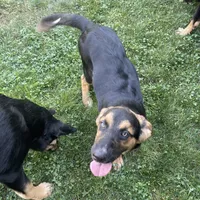 Missy, a female German Shepherd Dog and Bernese Mountain Dog for sale in Arlington, WA – 1 of 1