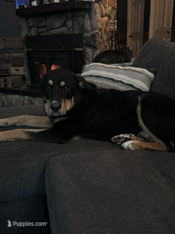 Moose, a male German Shepherd Dog and Bernese Mountain Dog for sale in Arlington, WA – Photo 1 of 3