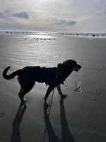 Moose, a male German Shepherd Dog and Bernese Mountain Dog for sale in Arlington, WA – Photo 3 of 3
