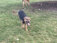 Missy, a female German Shepherd Dog and Bernese Mountain Dog for sale in Arlington, WA – 3 of 3