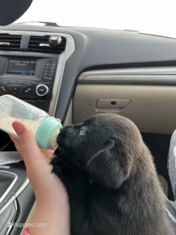 Hank – Labrador Retriever puppy for sale in Warner, OK