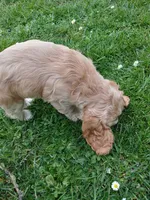 Willow, a female Cocker Spaniel for sale in Monroe, OR – 4 of 4
