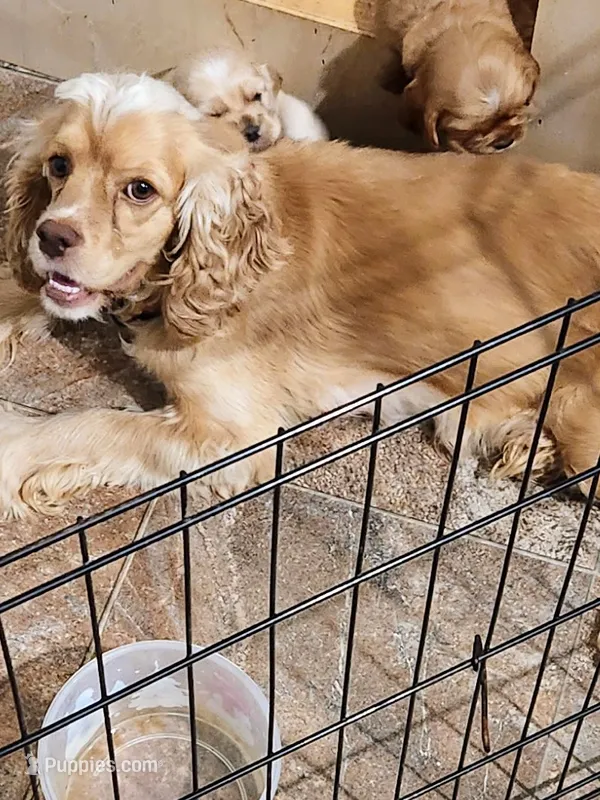 Willow – Cocker Spaniel puppy for sale in Monroe, OR