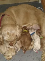 Willow, a female Cocker Spaniel for sale in Monroe, OR – 2 of 4