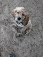 Willow, a female Cocker Spaniel for sale in Monroe, OR – 3 of 4