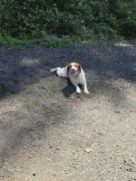 Chance, a male Brittany for sale in Monroe, OR – 3 of 3