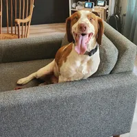 Chance, a male Brittany for sale in Monroe, OR – 2 of 3