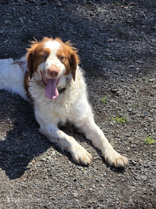 Chance – Brittany puppy for sale in Monroe, OR