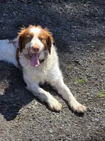 Chance, a male Brittany for sale in Monroe, OR – 1 of 3